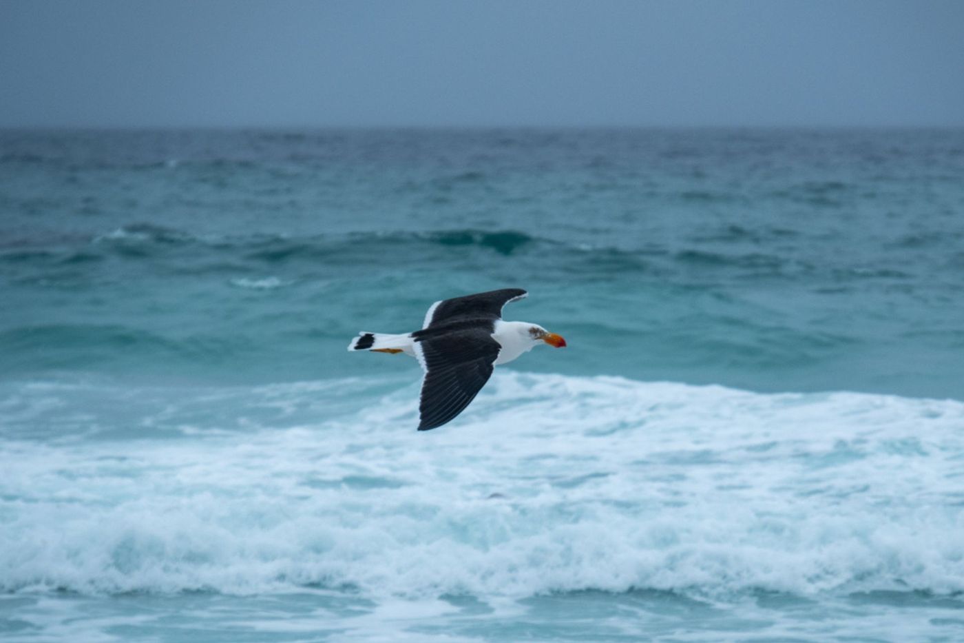 Freycinet - Bird over ocean.jpg